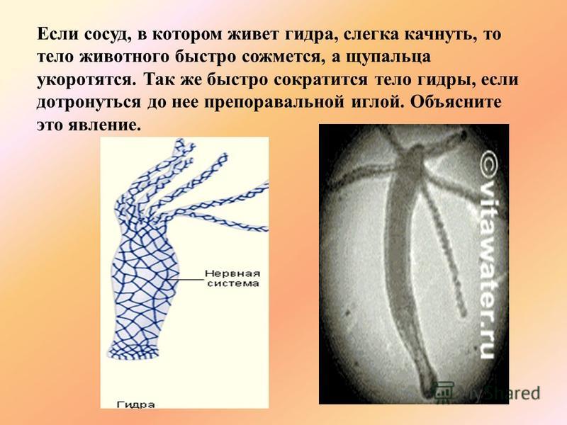 Кракен онион ссылка на тор